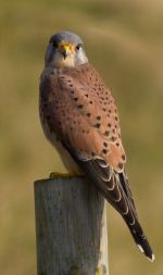 Kestrel In The Wild